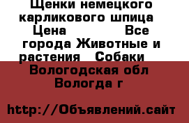 Щенки немецкого карликового шпица › Цена ­ 20 000 - Все города Животные и растения » Собаки   . Вологодская обл.,Вологда г.